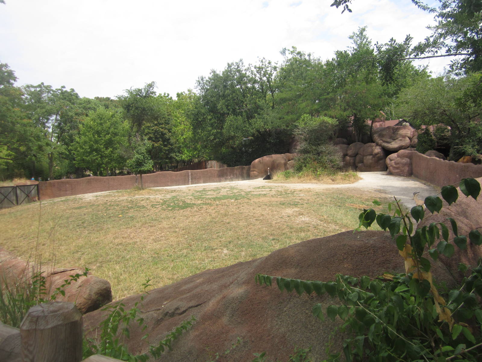 Aug. 2012-Reticulated Giraffe/Ostrich/Gerenuk/Soemmerring's Gazelle exhibit