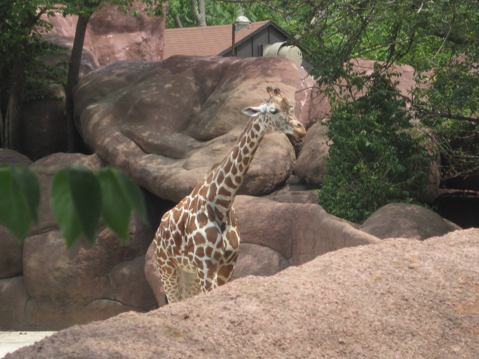 Aug. 2012-Reticulated Giraffe