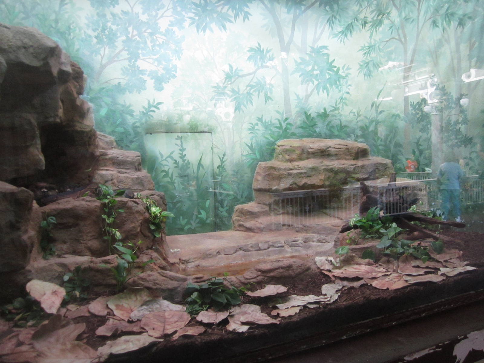 Aug. 2012-Reticulated Python exhibit