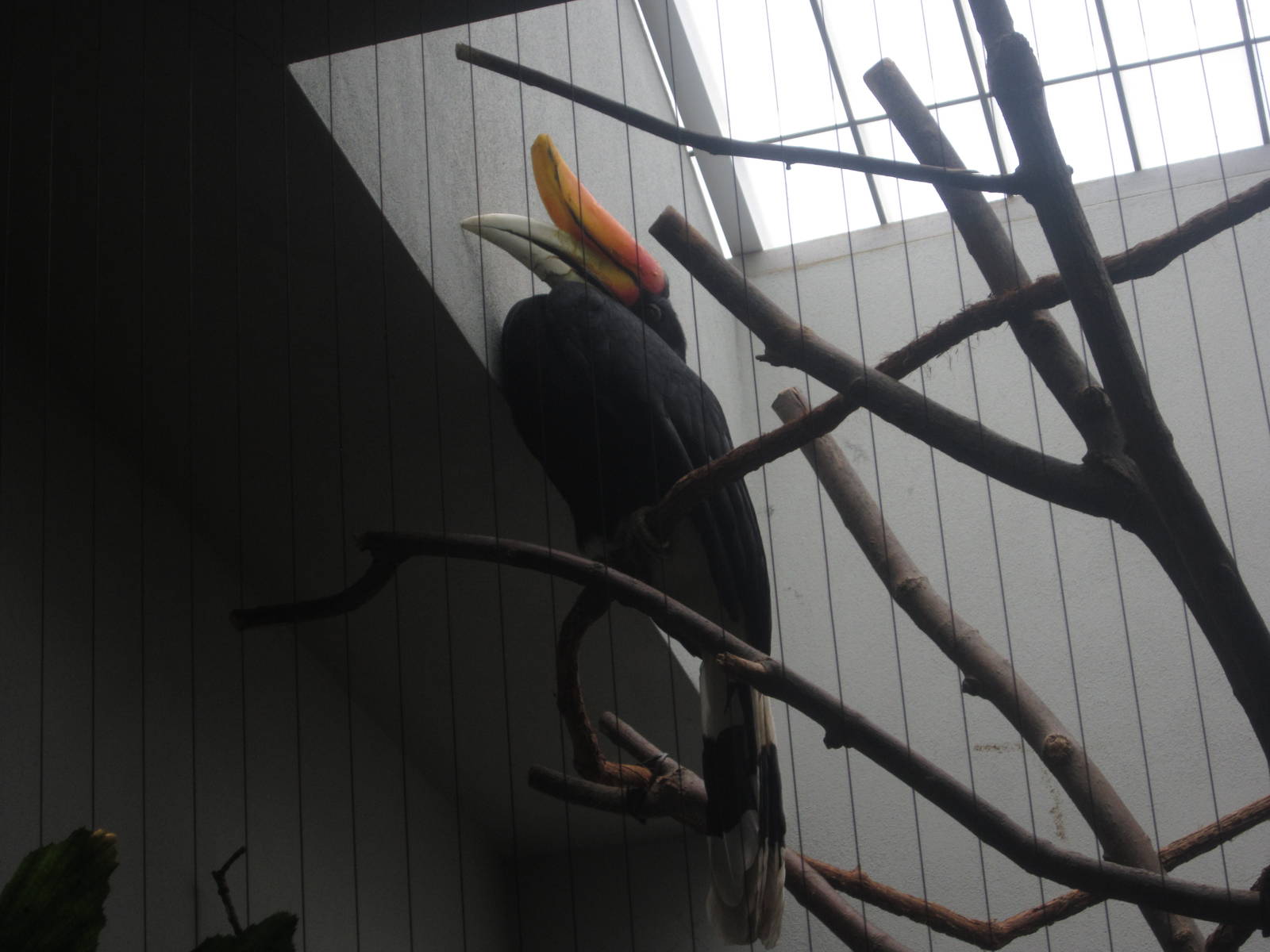 Aug. 2012-Rhinoceros Horbill