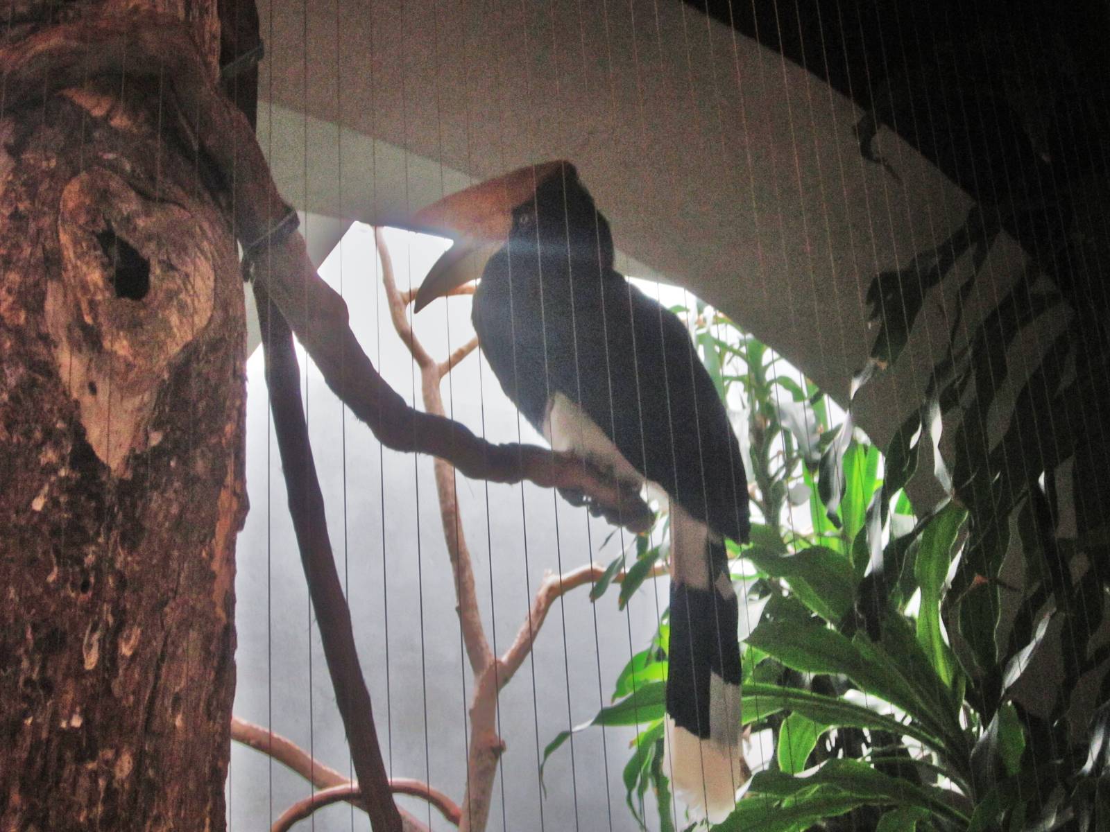 Aug. 2012-Rhinoceros Horbill