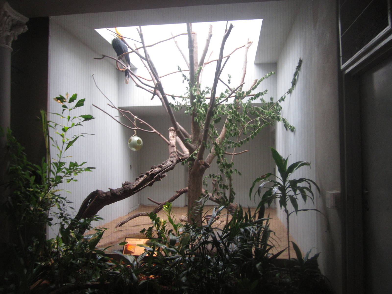 Aug. 2012-Rhinoceros Hornbill exhibit