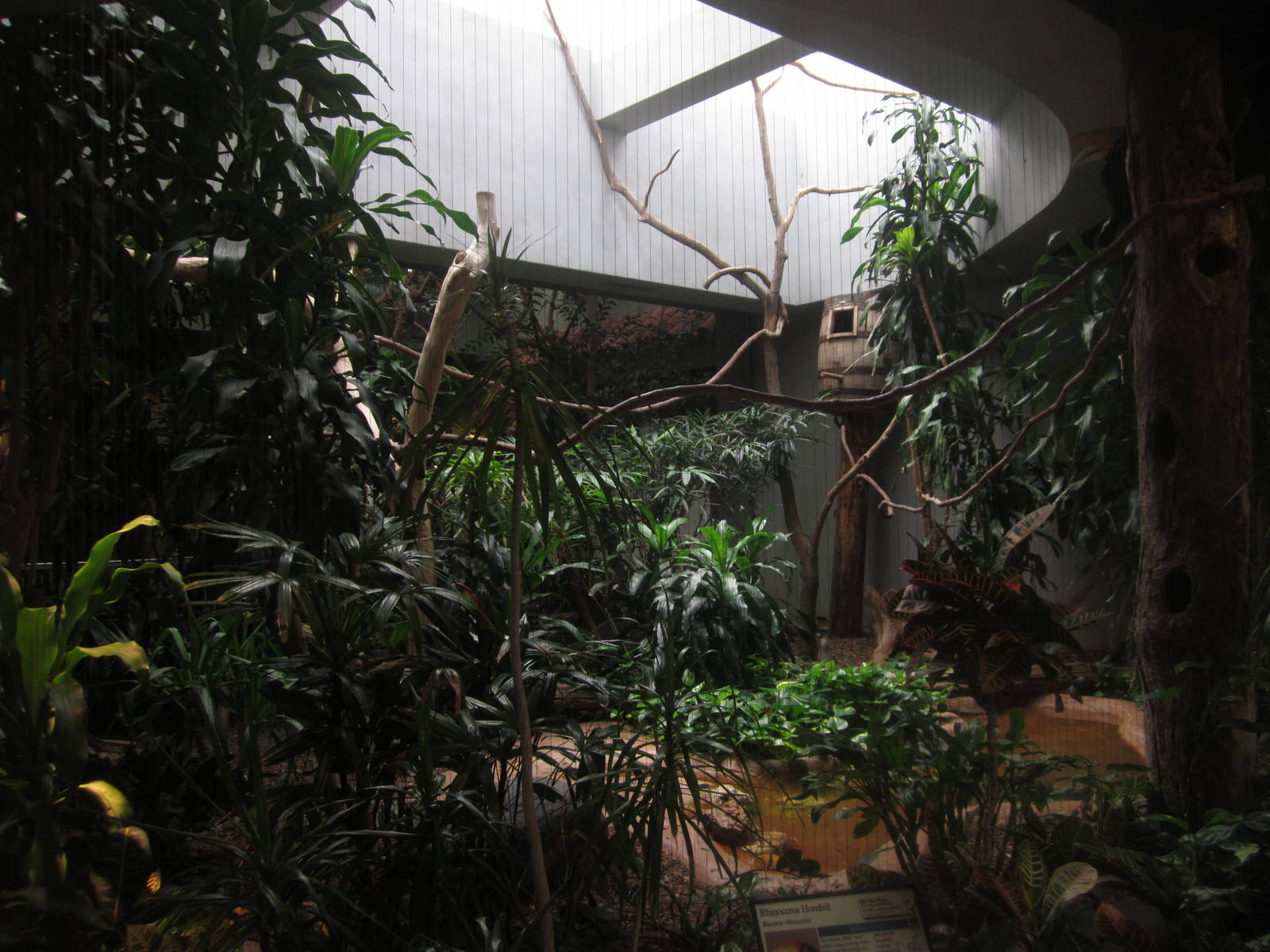 Aug. 2012-Rhinoceros Hornbill exhibit