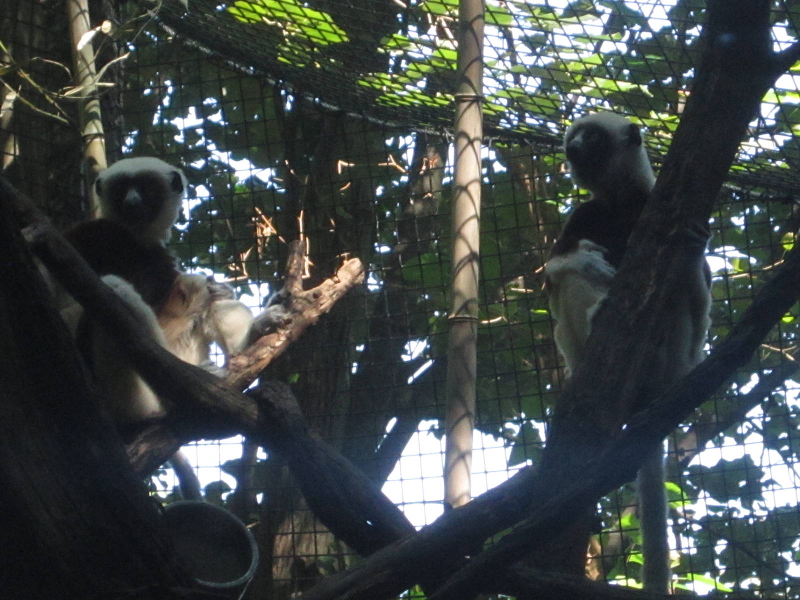 Aug. 2012-Rinaldo and Wilhelmina, the Coquerel's Sifakas