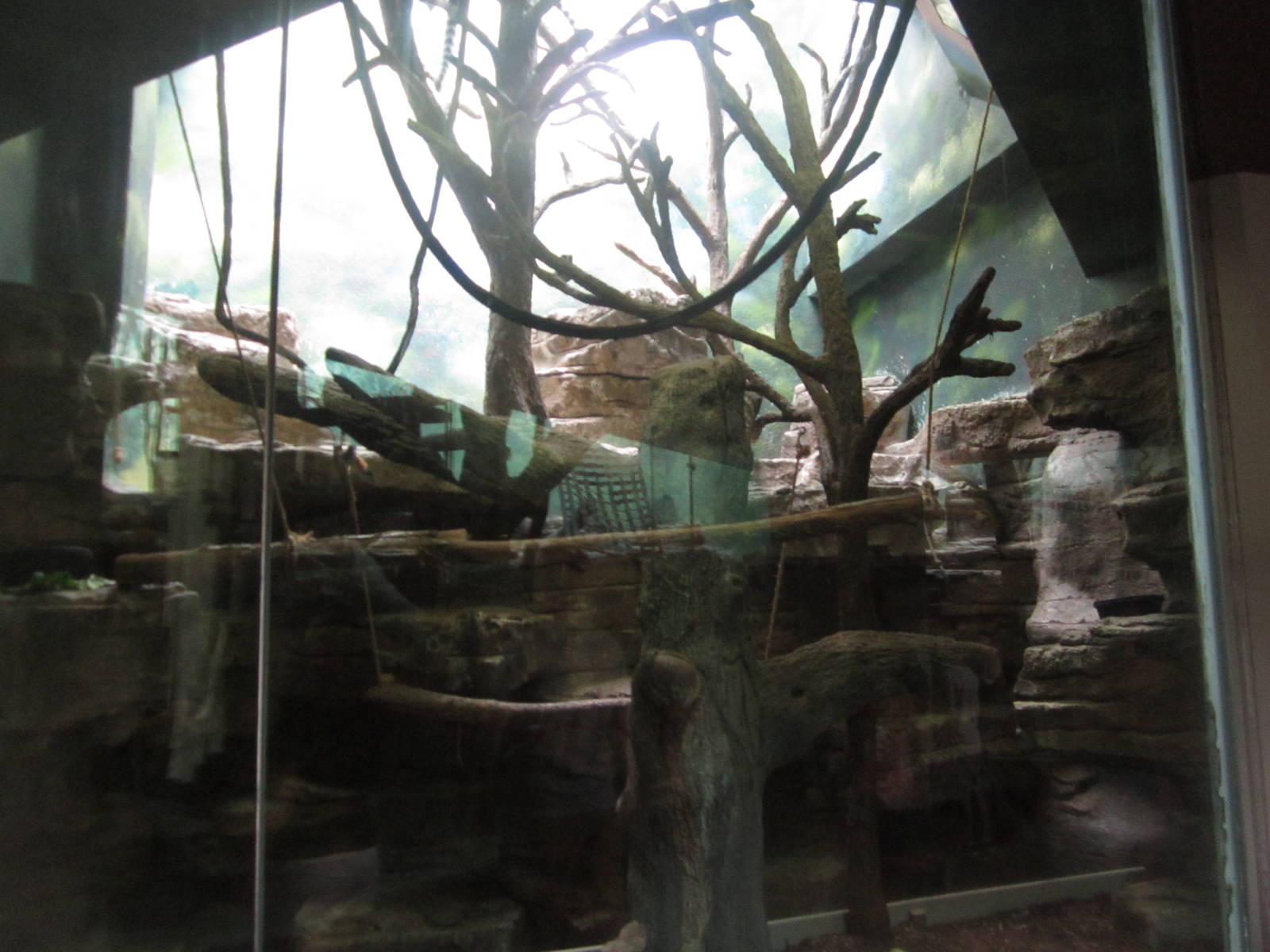 Aug. 2012-Ring-tailed Lemur exhibit