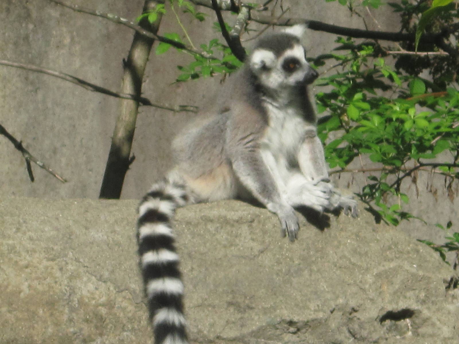 Aug. 2012-Ring-tailed Lemur