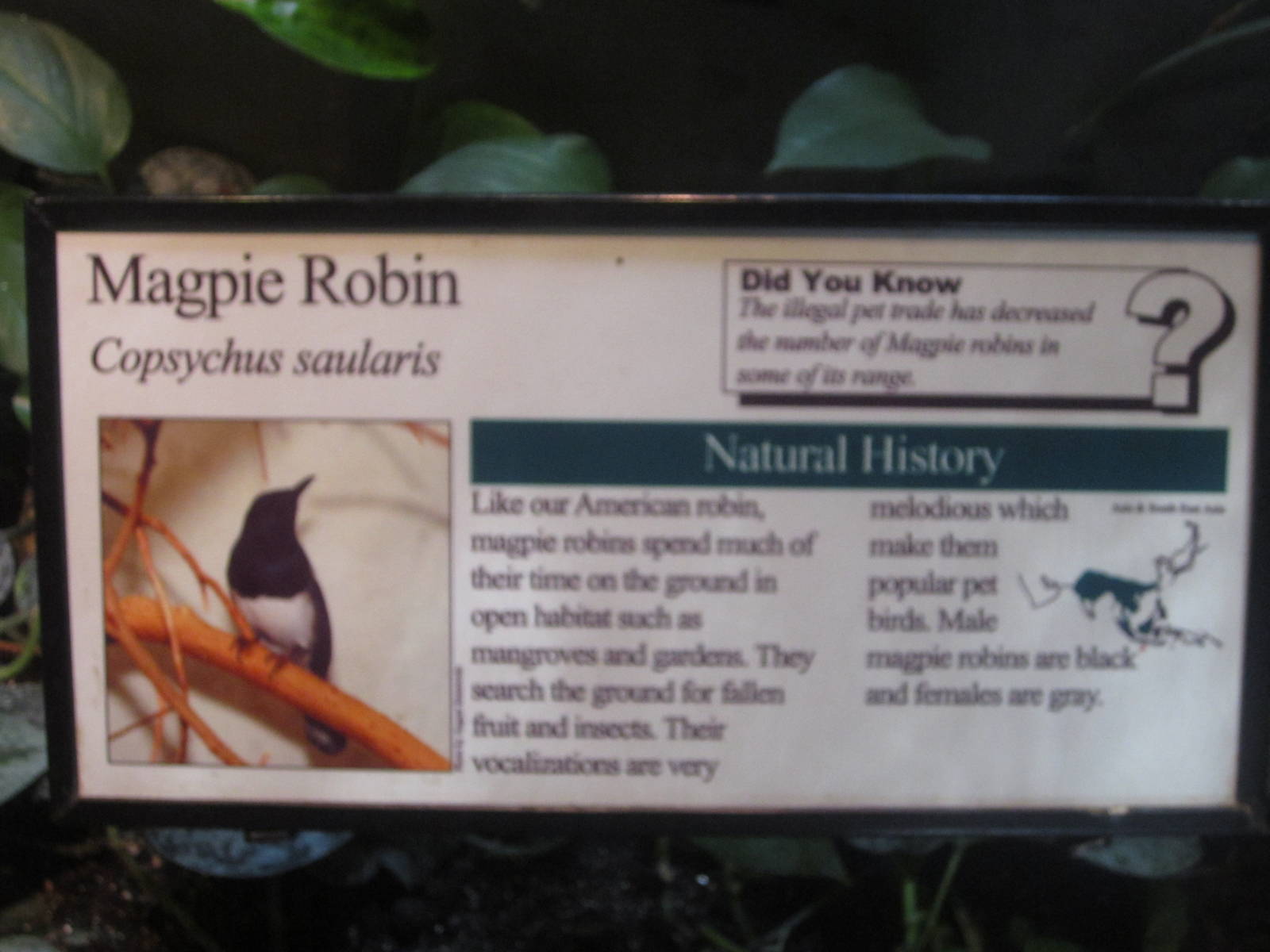 Aug. 2012-Robin sign