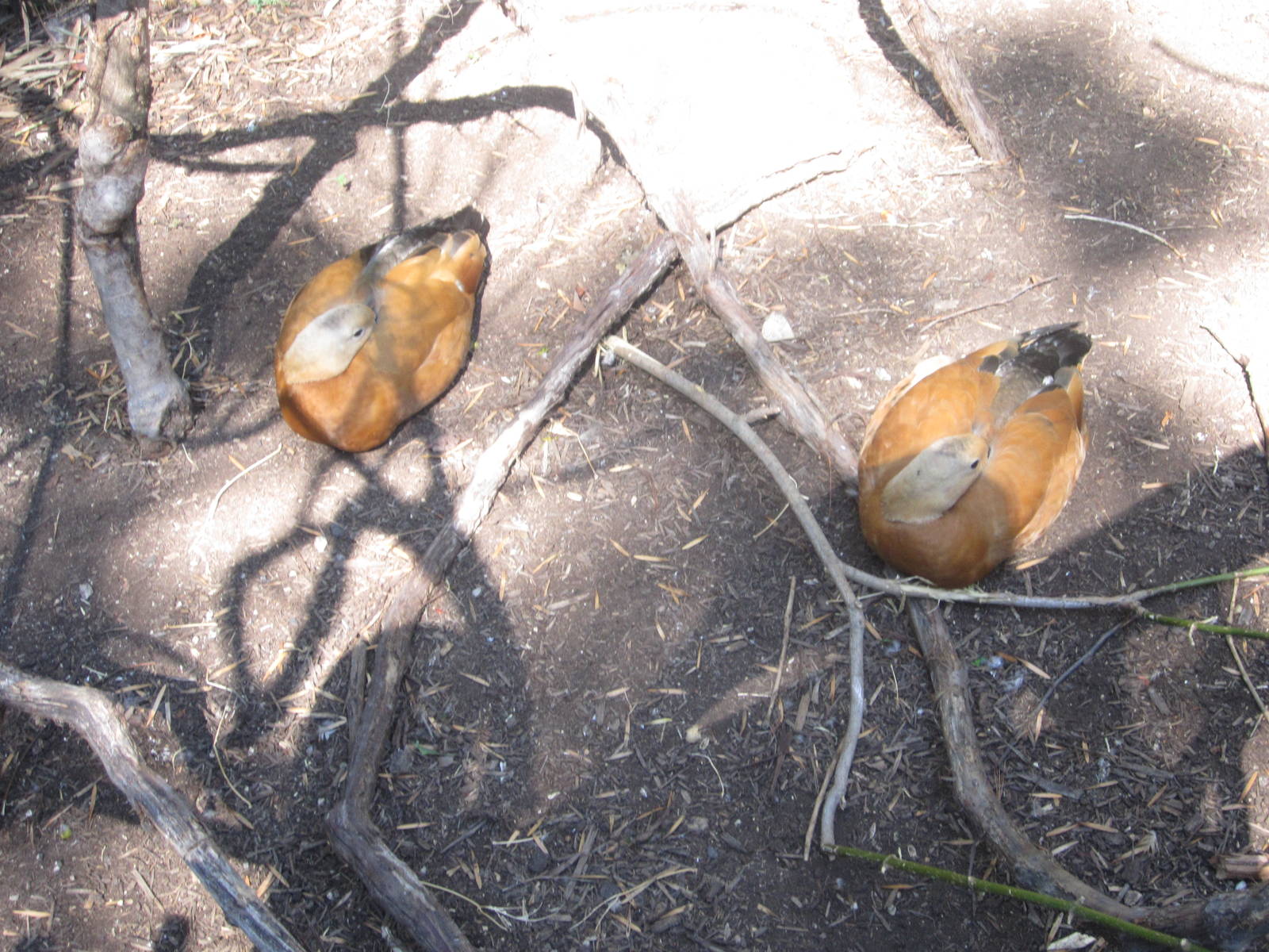 Aug. 2012-Ruddy Shelducks
