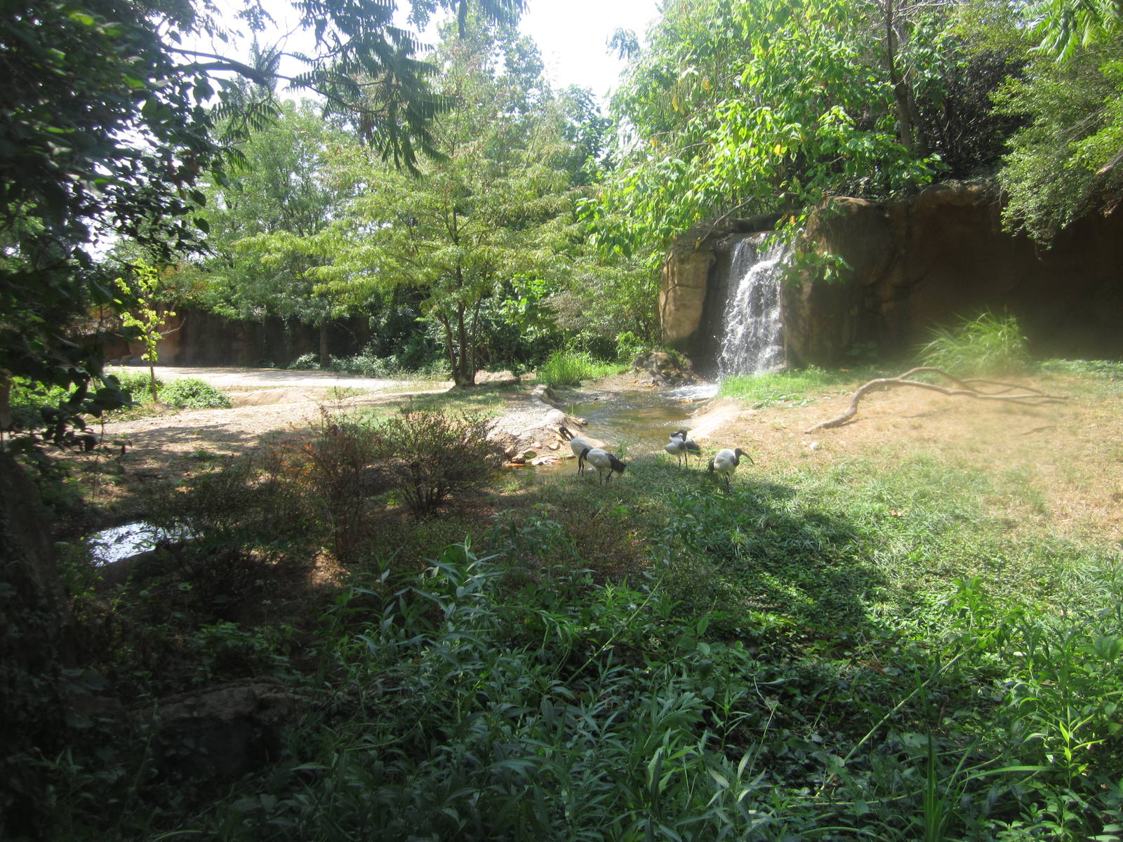 Aug. 2012-Sacred Ibis exhibit