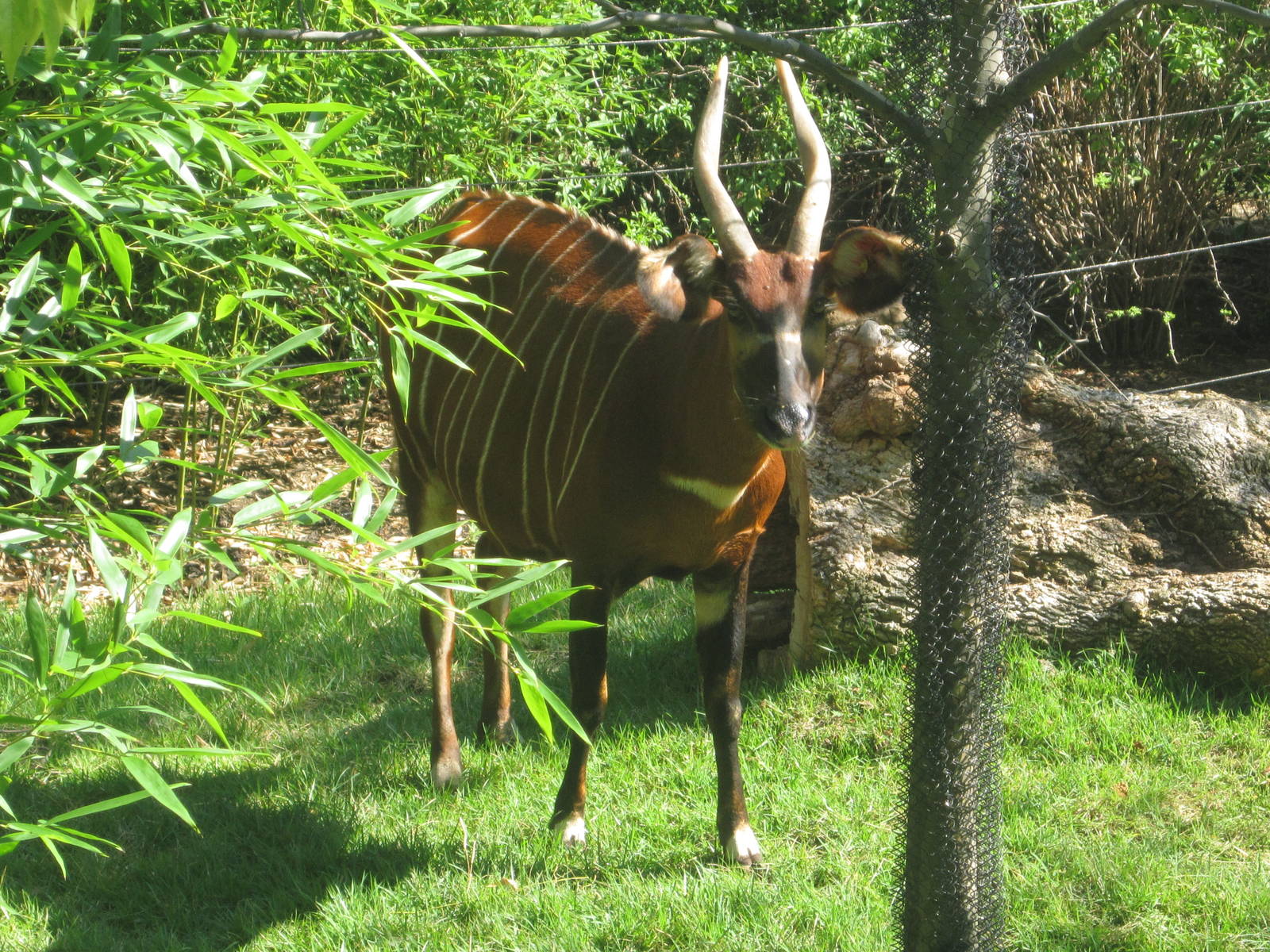 Aug. 2012-Safi, an Eastern Bongo