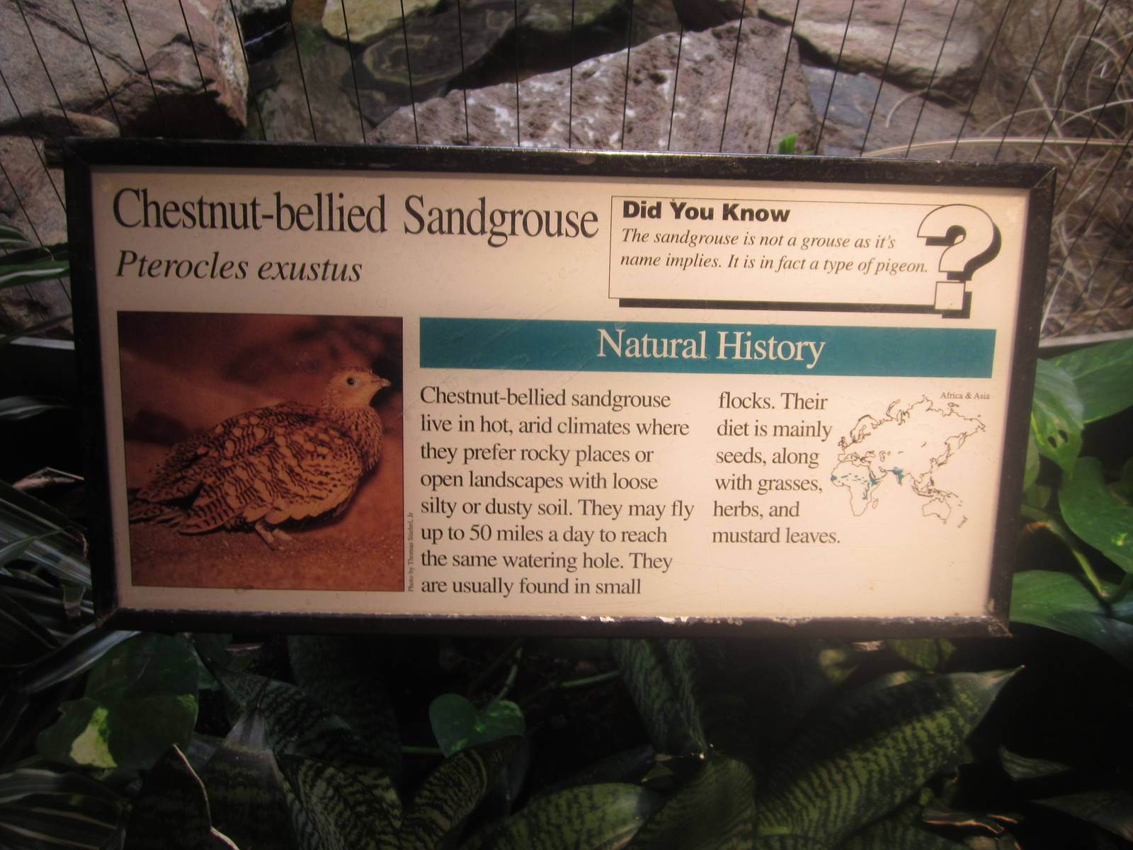 Aug. 2012-Sandgrouse sign