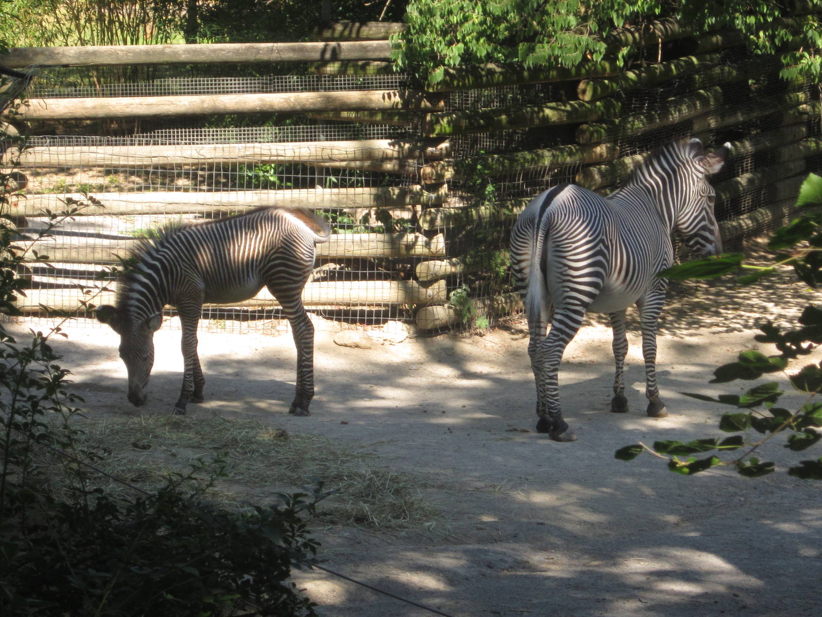 Aug. 2012-Savanna and Lainey Lynn, Grevy's Zebras
