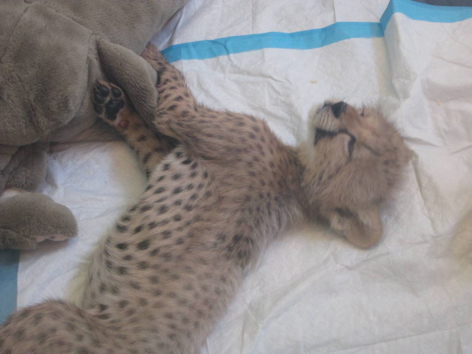 Aug. 2012-Savanna, the baby Cheetah
