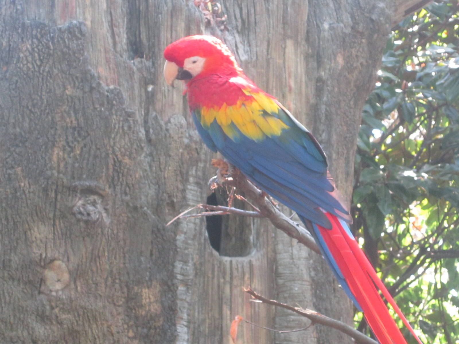 Aug. 2012-Scarlet Macaw