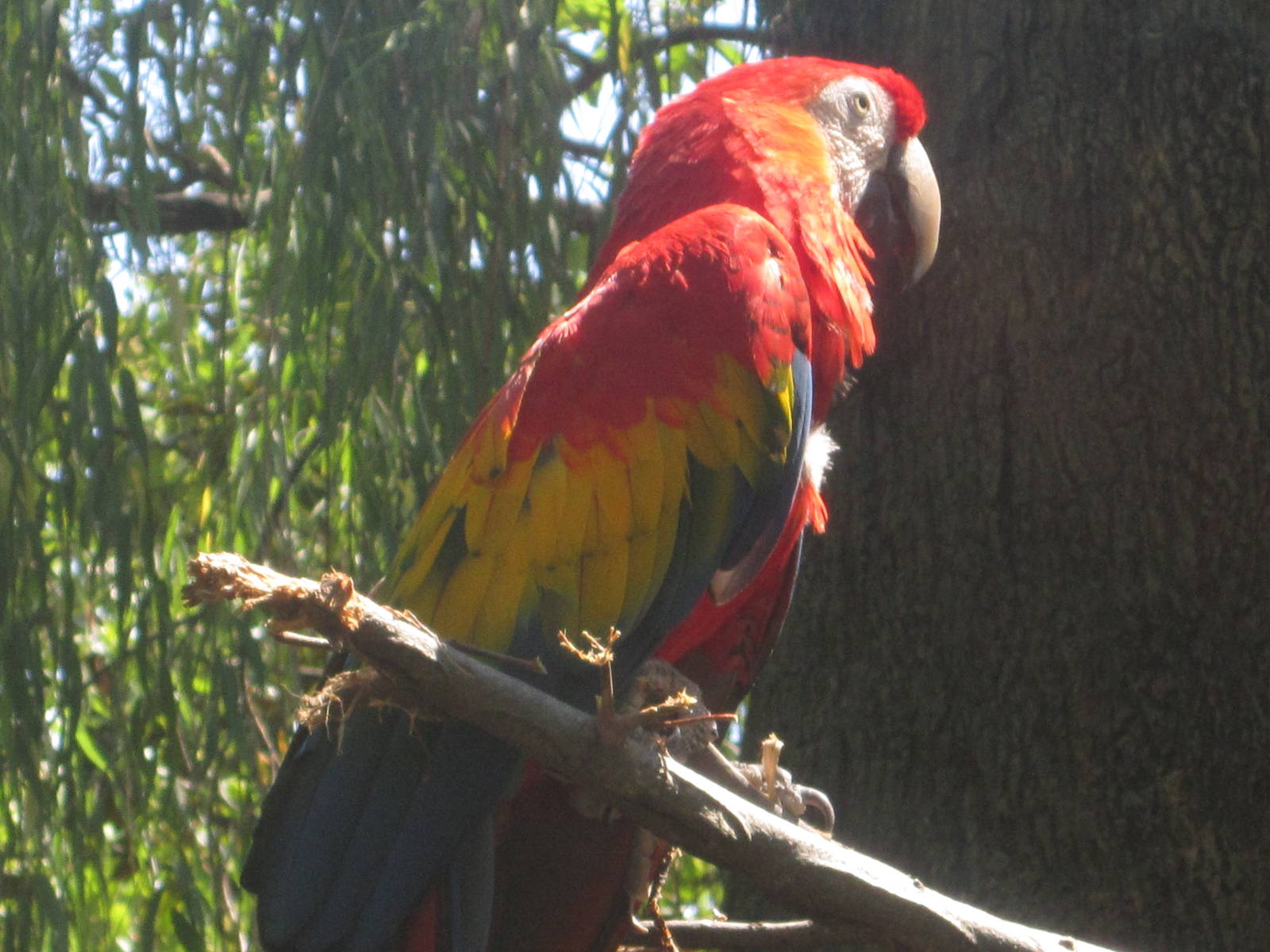 Aug. 2012-Scarlet Macaw