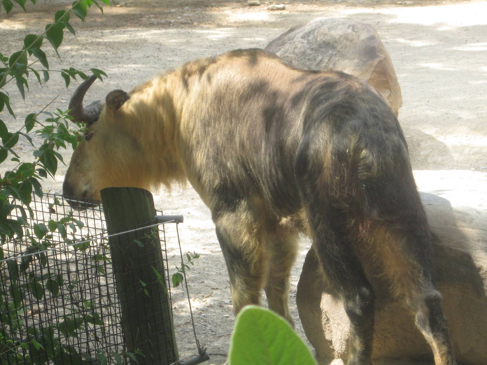 Aug. 2012-Sichuan Takin