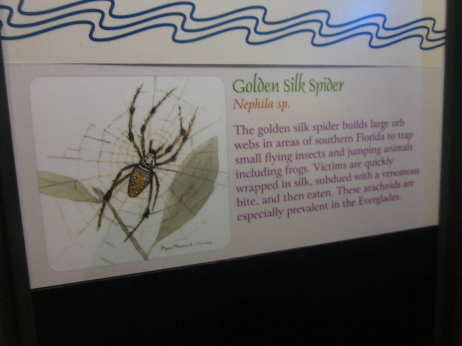 Aug. 2012-Silk Spider sign