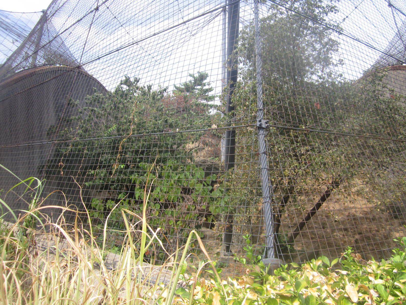 Aug. 2012-Snow Leopard exhibit