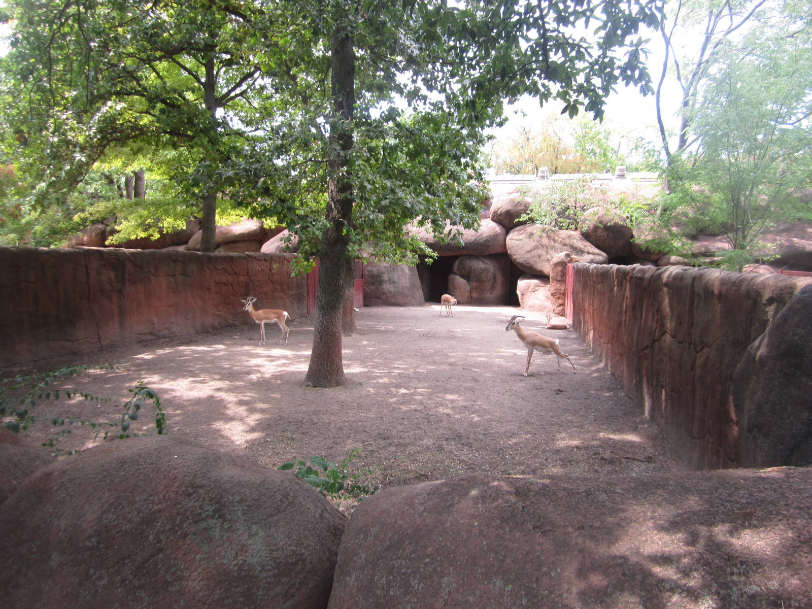 Aug. 2012-Soemmerring's Gazelle exhibit