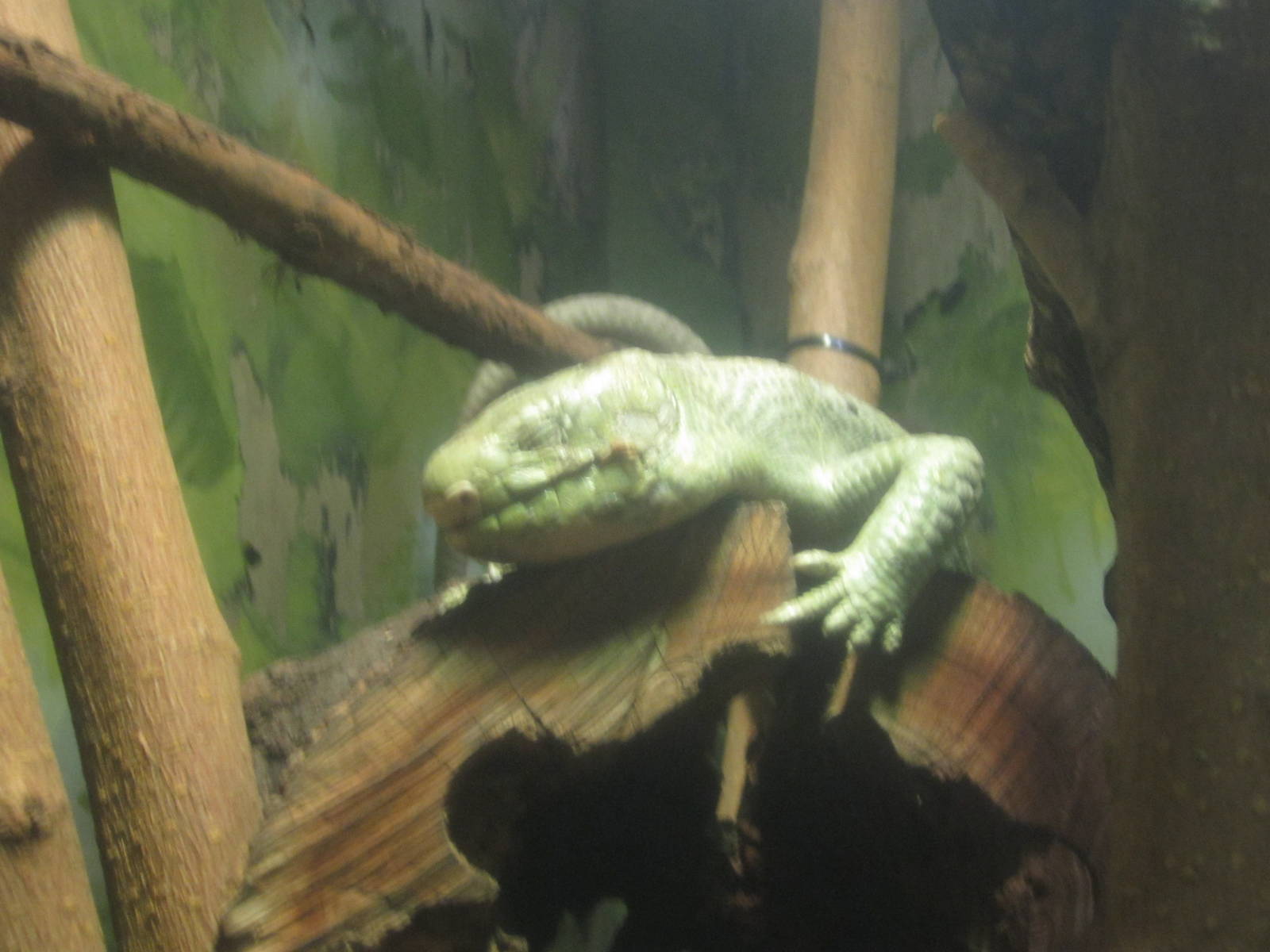 Aug. 2012-Solomons Island Skink
