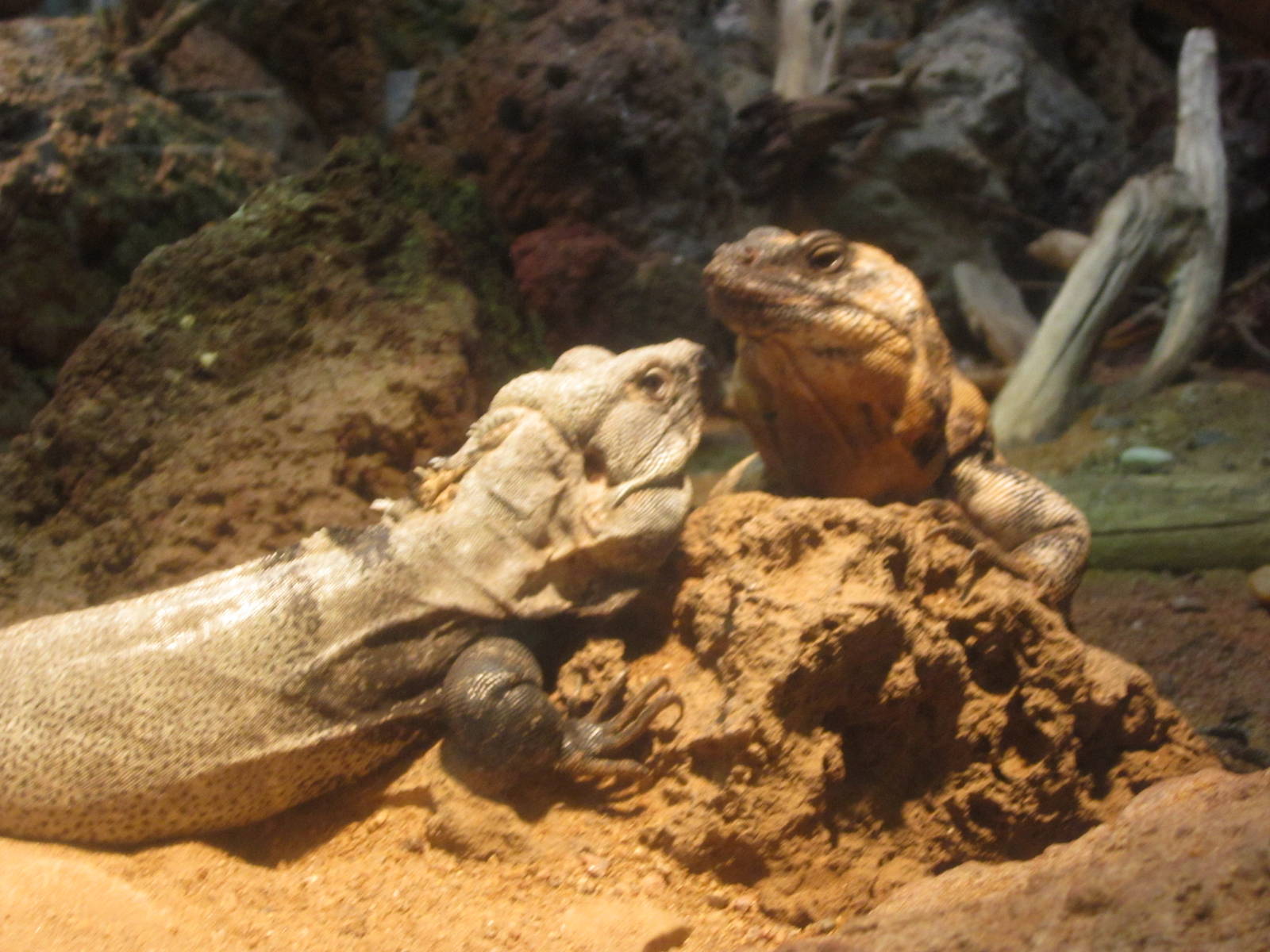 Aug. 2012-Sonoran Spiny-tailed Iguanas