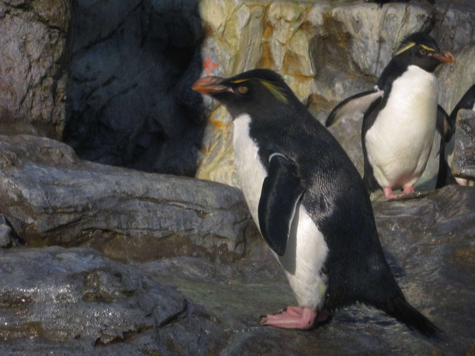 Aug. 2012-Southern Rockhopper Penguin