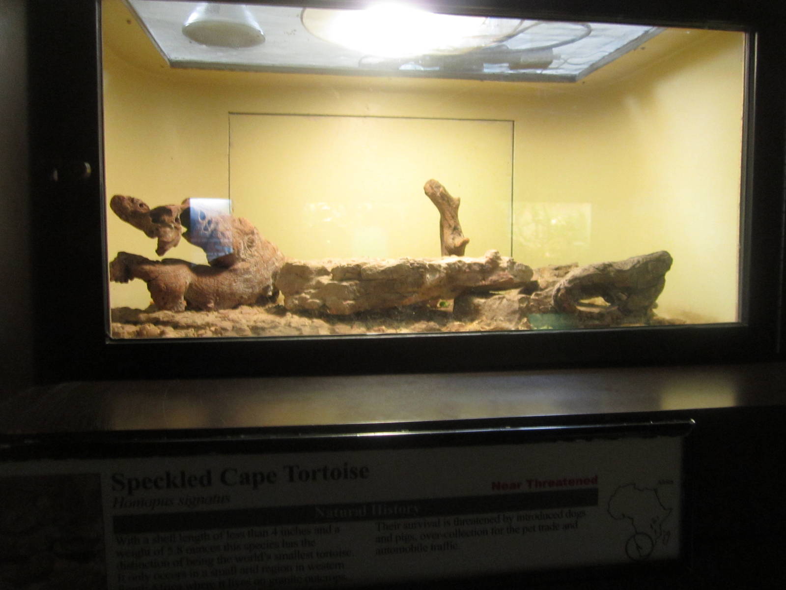 Aug. 2012-Speckled Cape Tortoise exhibit