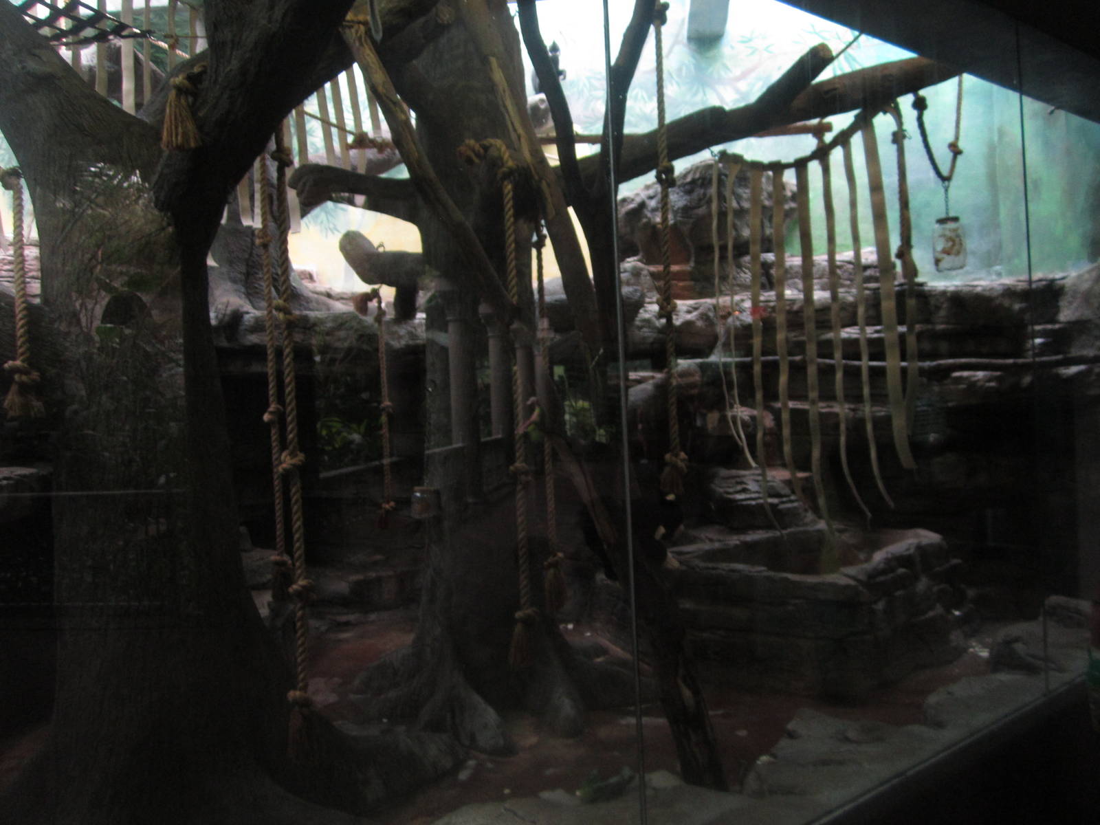 Aug. 2012-Spectacled/Francois' Langur exhibit