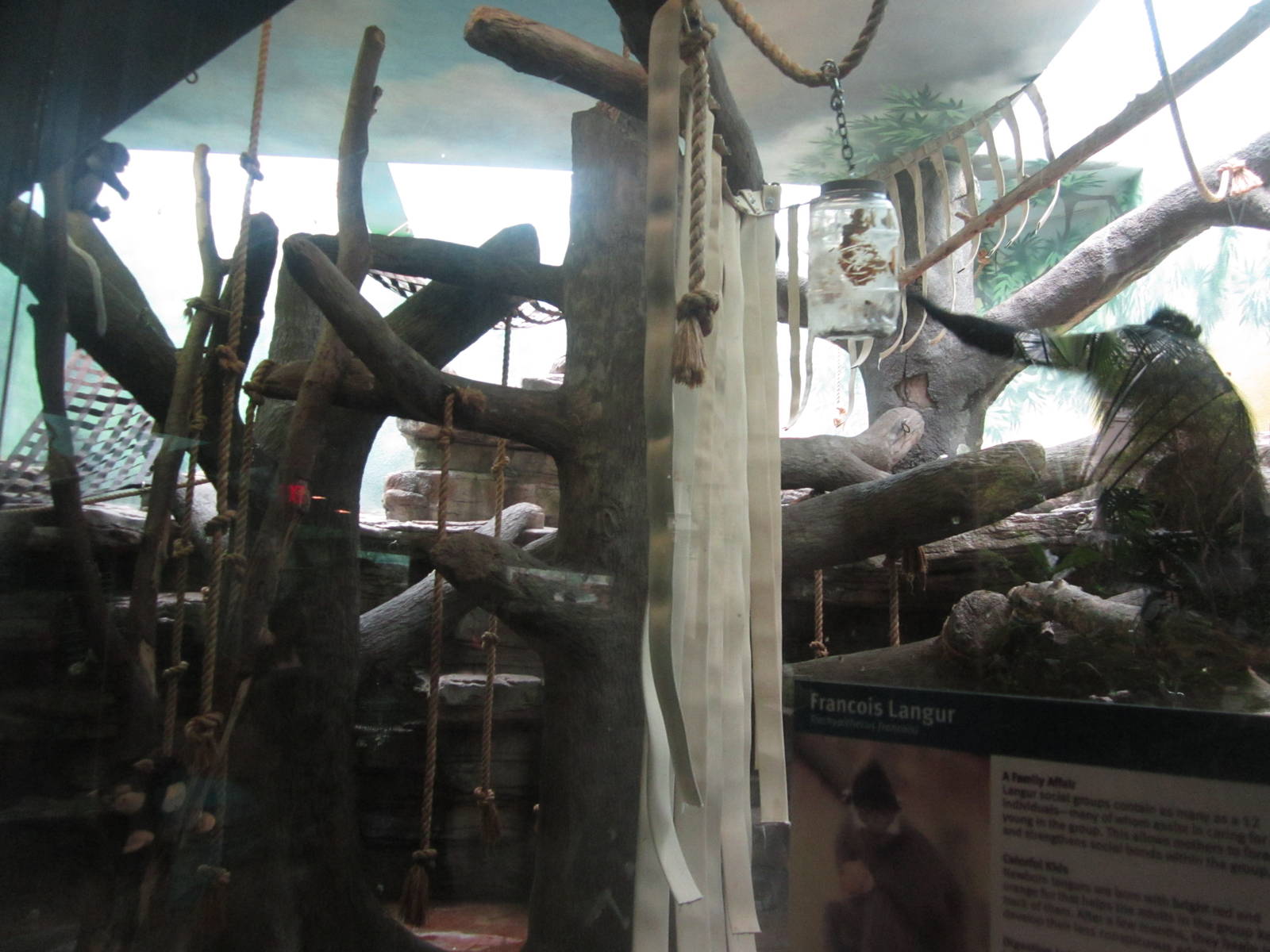 Aug. 2012-Spectacled/Francois' Langur exhibit