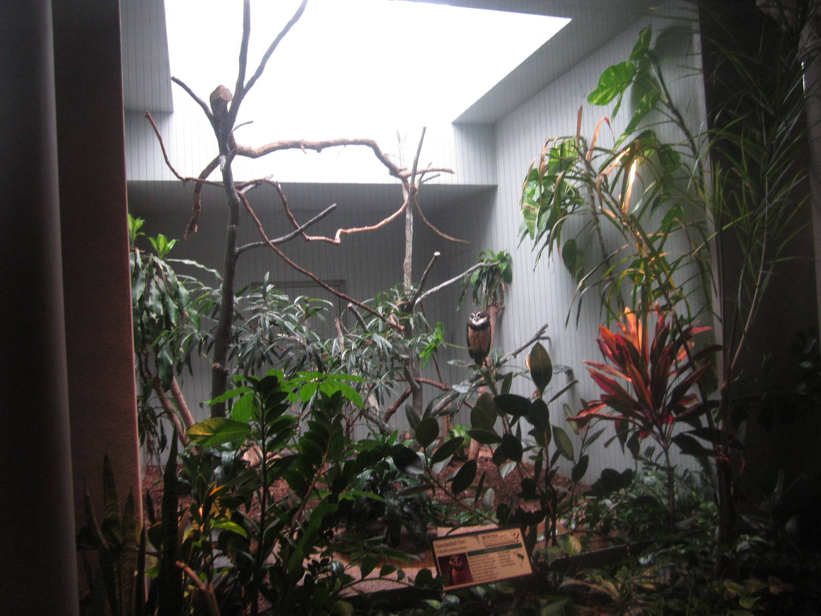 Aug. 2012-Spectacled Owl exhibit