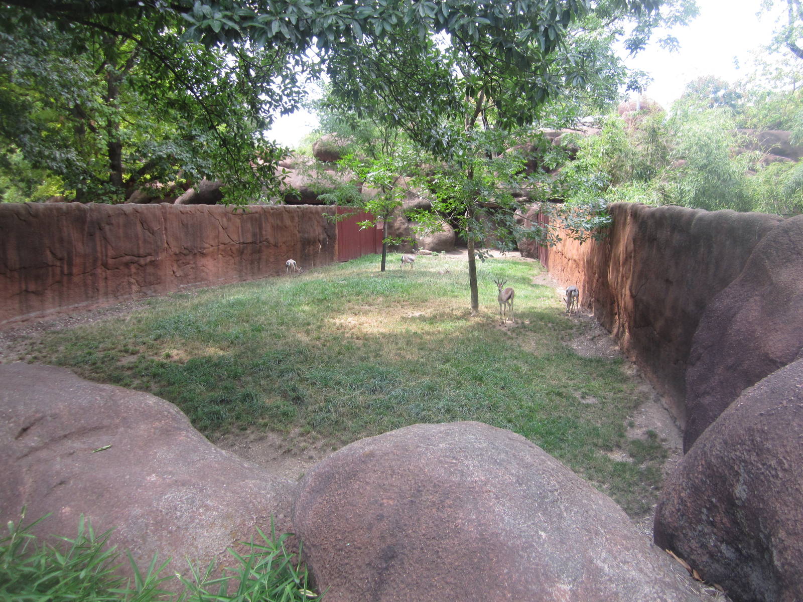 Aug. 2012-Speke's Gazelle exhibit
