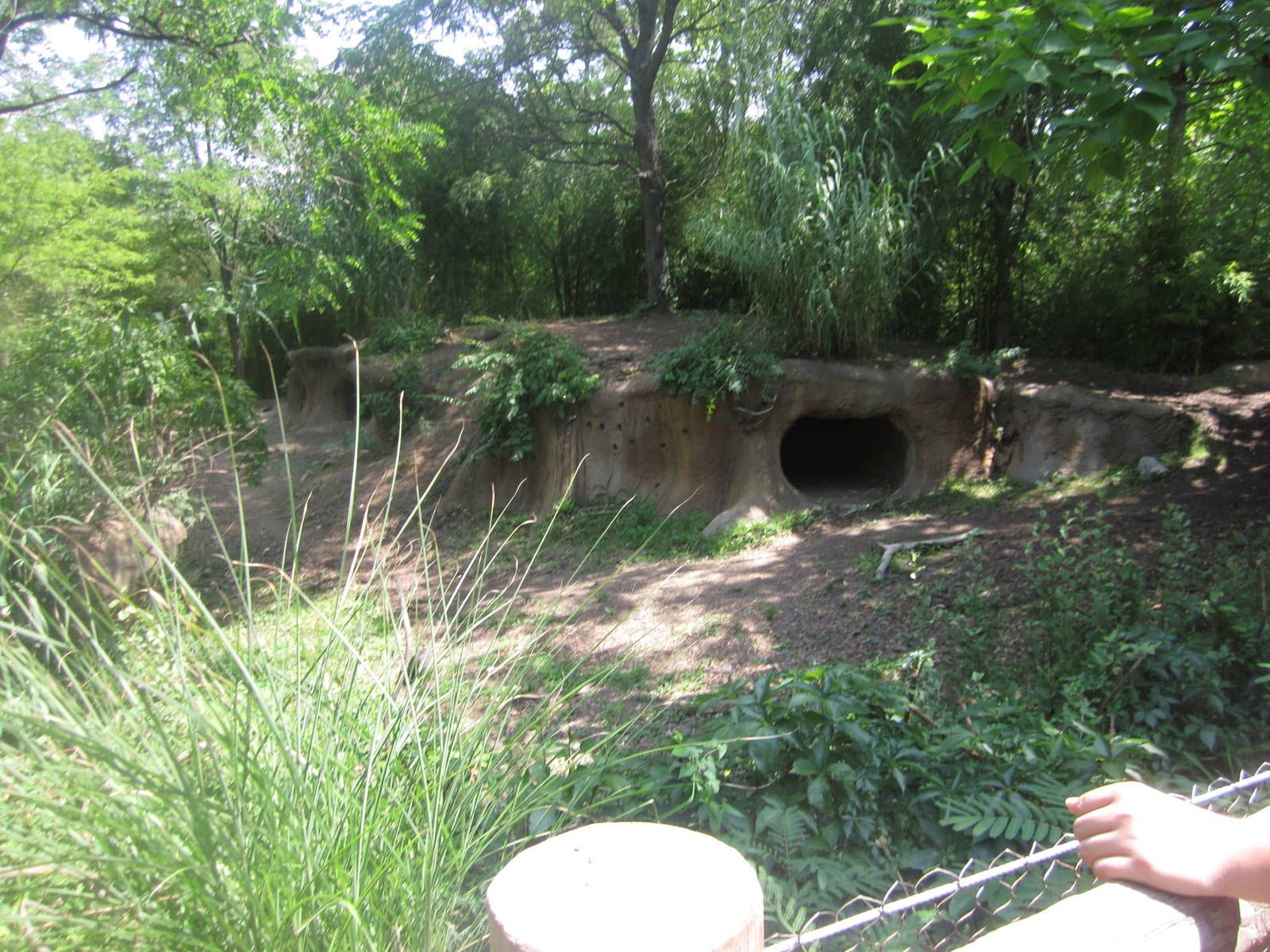 Aug. 2012-Spotted Hyena exhibit