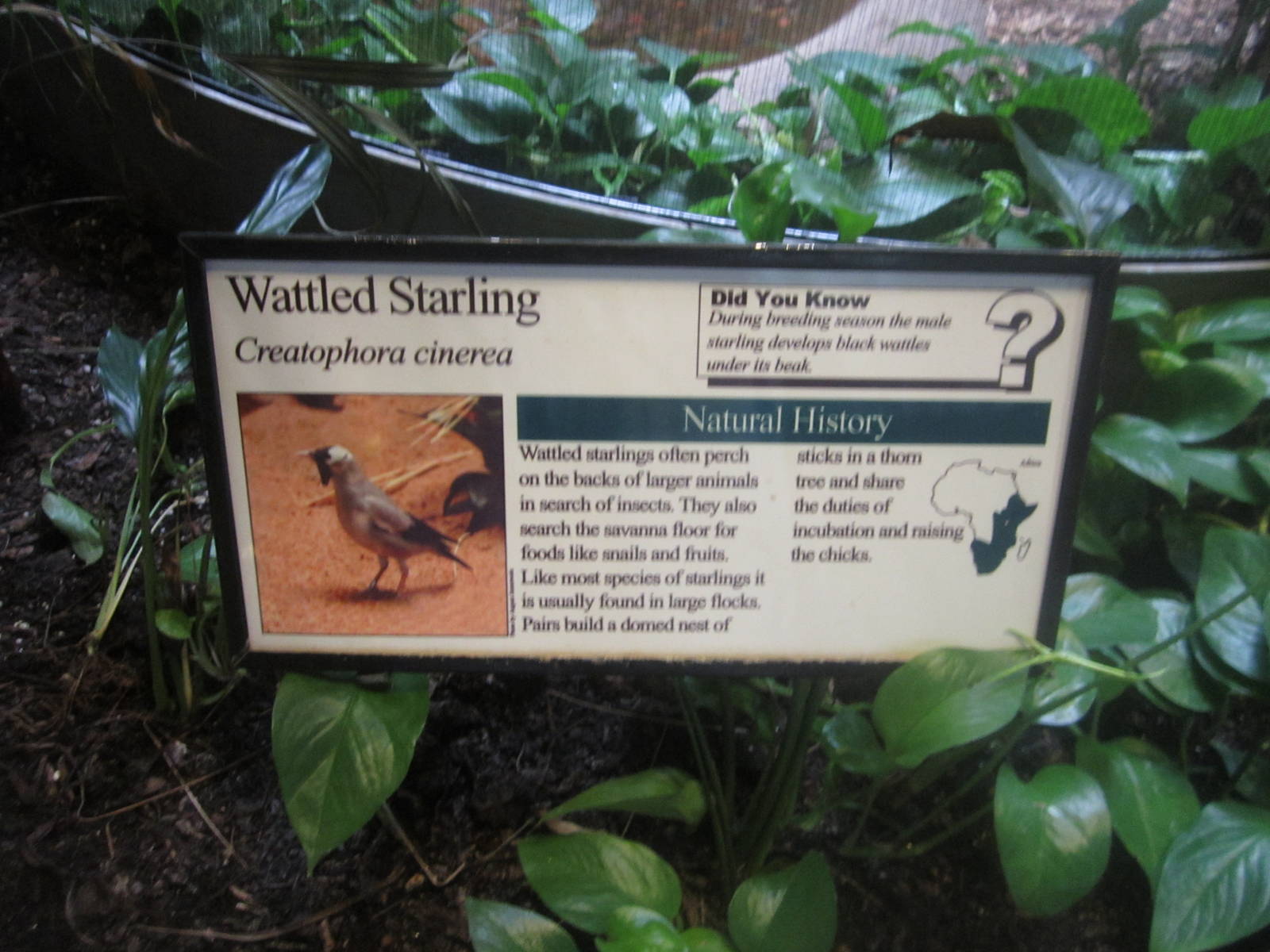 Aug. 2012-Starling sign