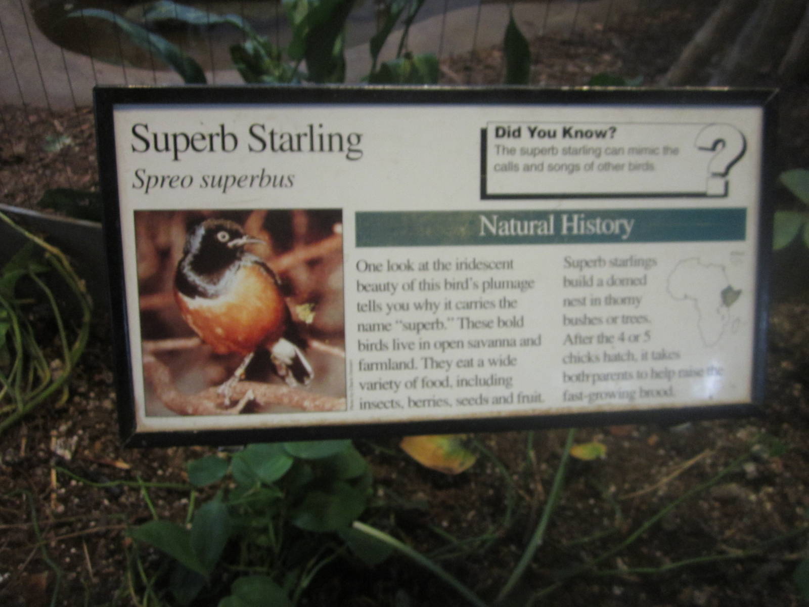Aug. 2012-Starling sign