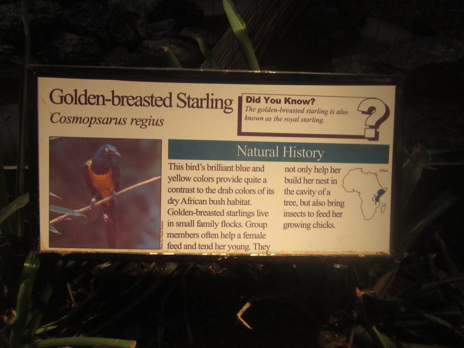 Aug. 2012-Starling sign
