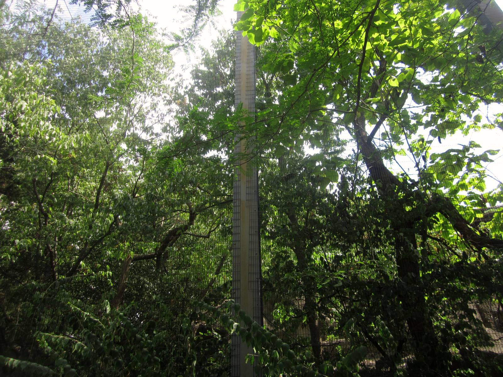 Aug. 2012-Steller's Sea Eagle aviary from below