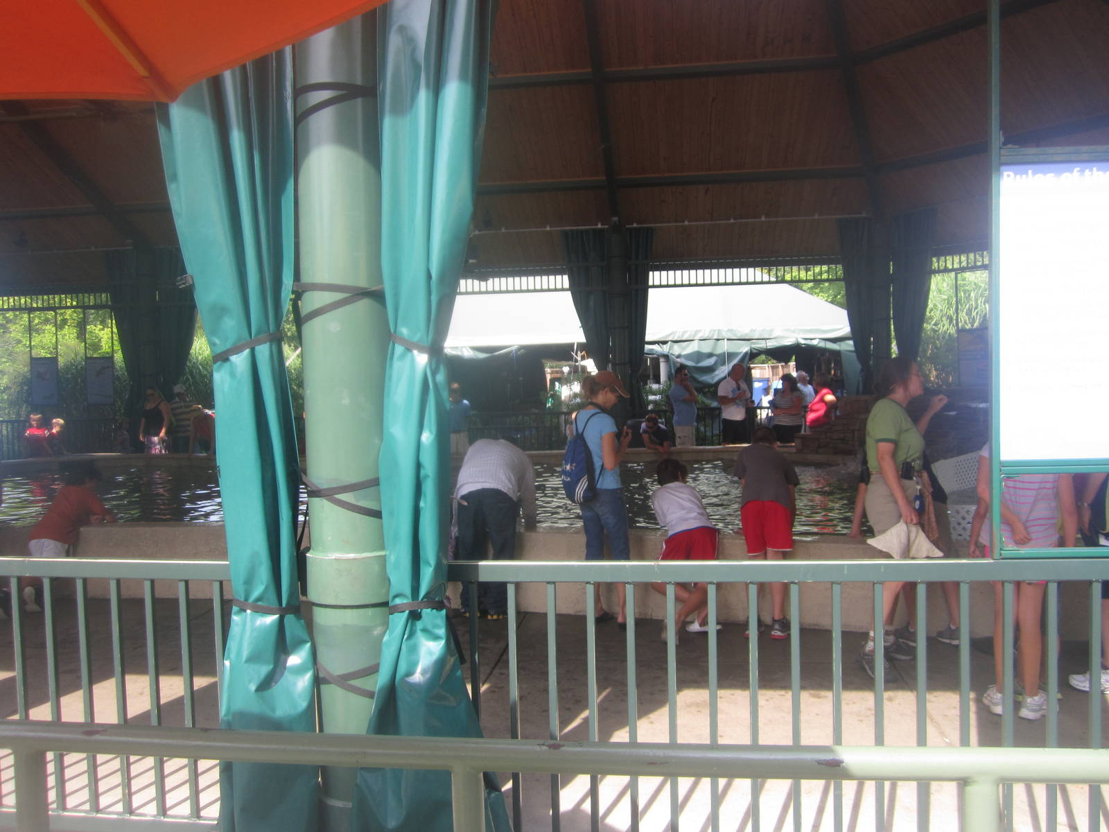 Aug. 2012-Stingrays at Caribbean Cove