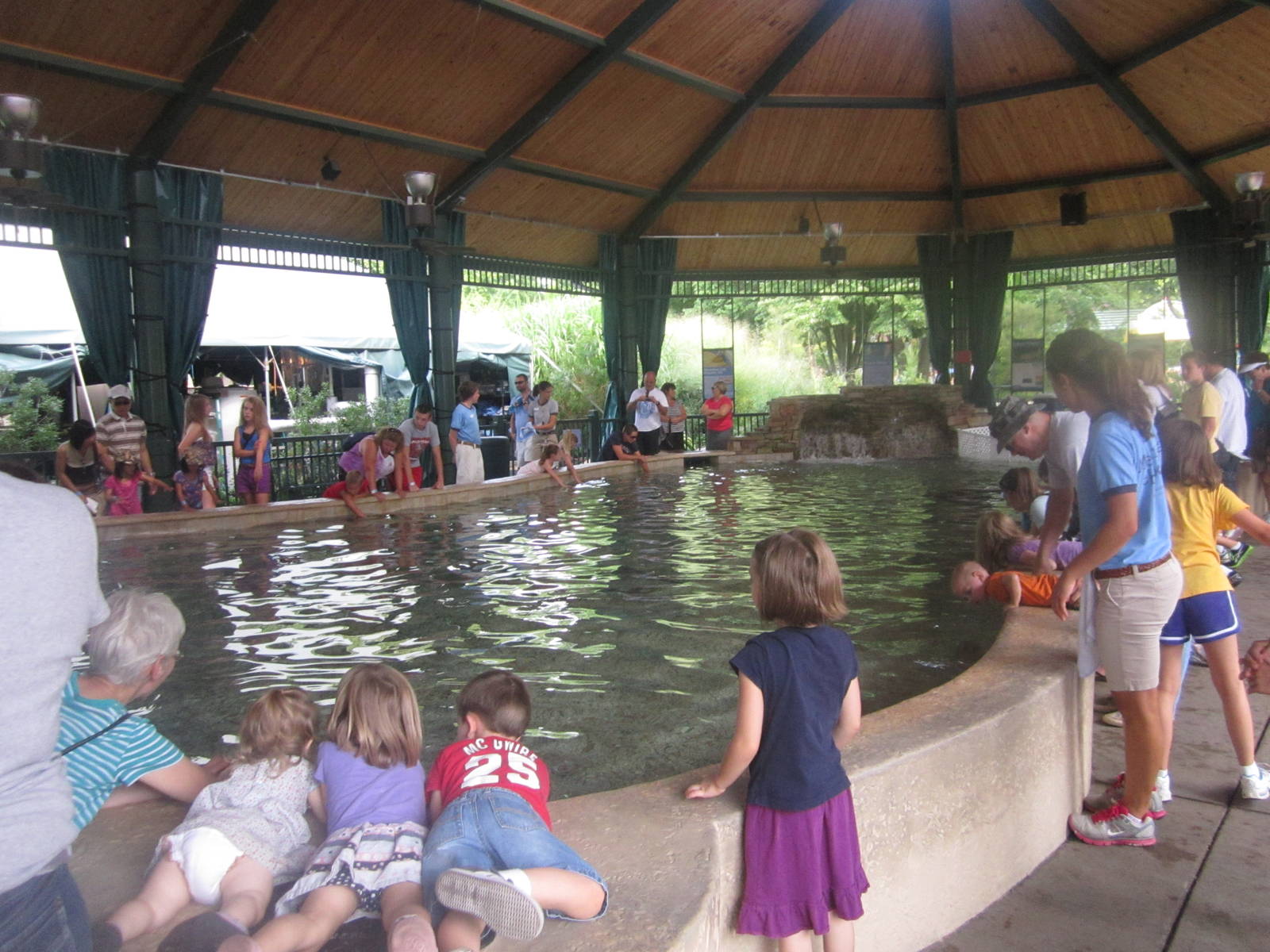Aug. 2012-Stingrays at Caribbean Cove