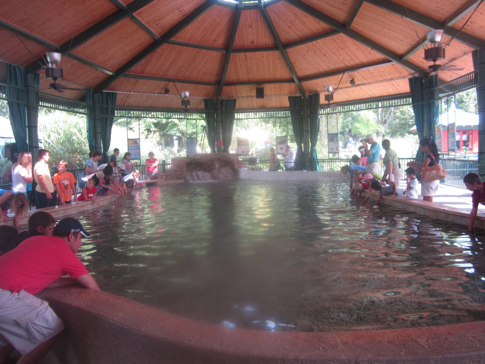 Aug. 2012-Stingrays at Caribbean Cove