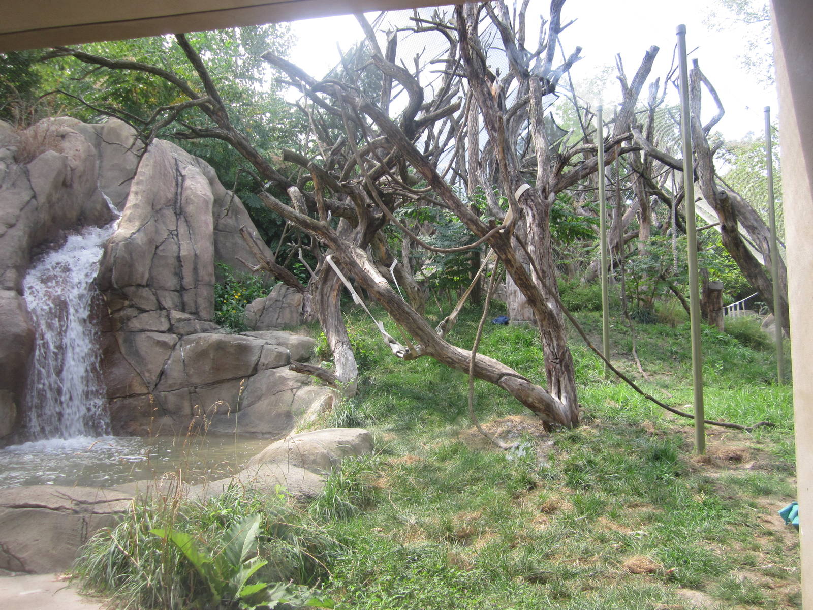 Aug. 2012-Sumatran Orangutan exhibit