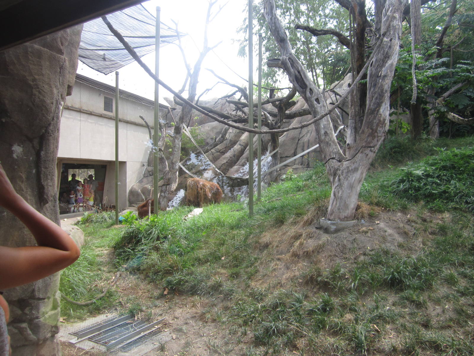 Aug. 2012-Sumatran Orangutan exhibit