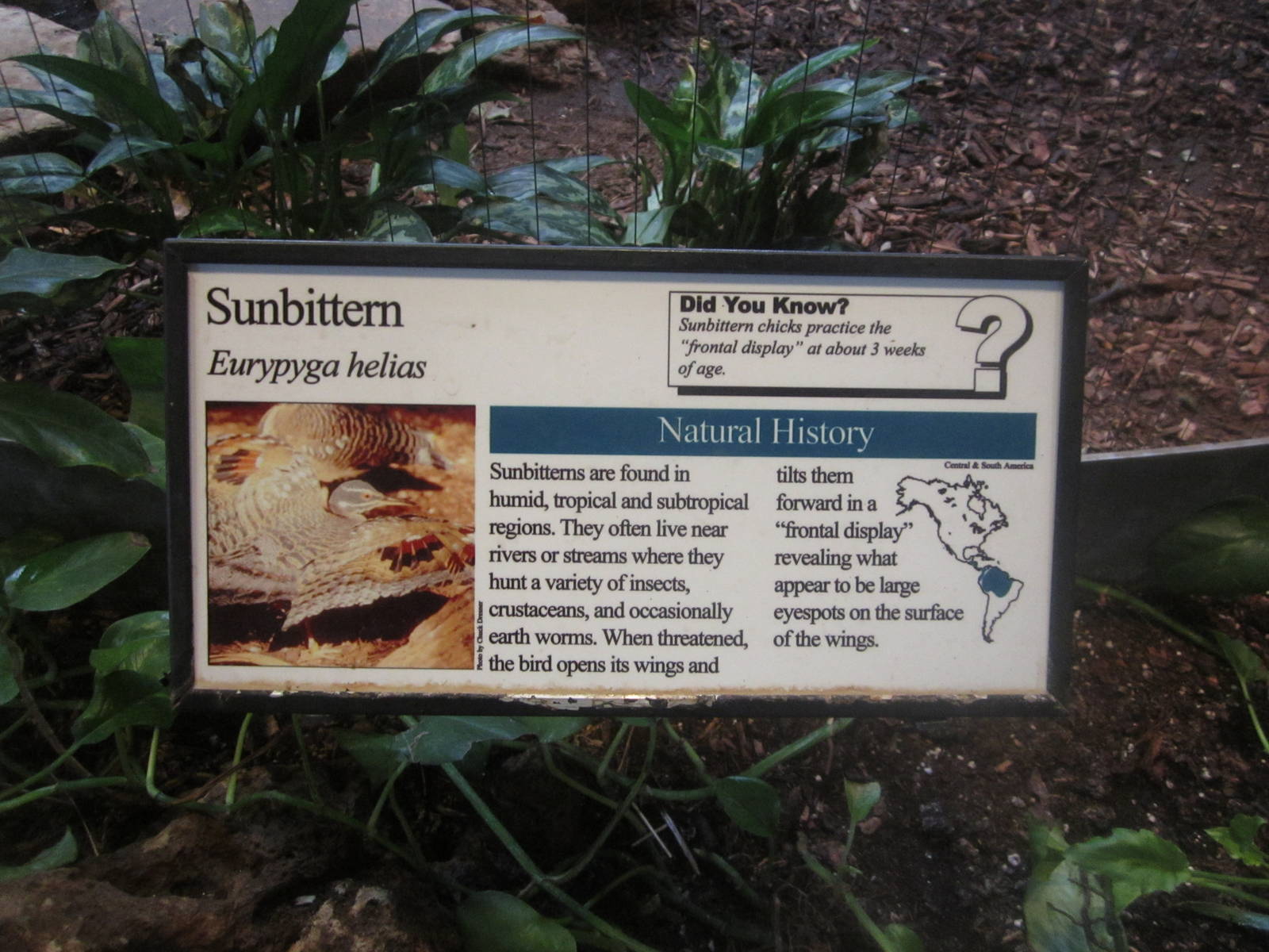 Aug. 2012-Sunbittern sign
