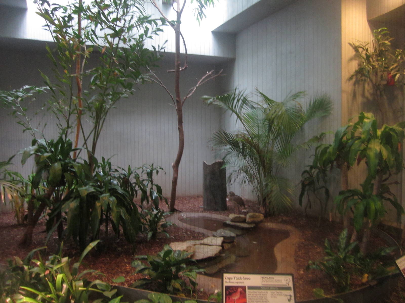 Aug. 2012-Superb Starling/Cape Thick-knee exhibit