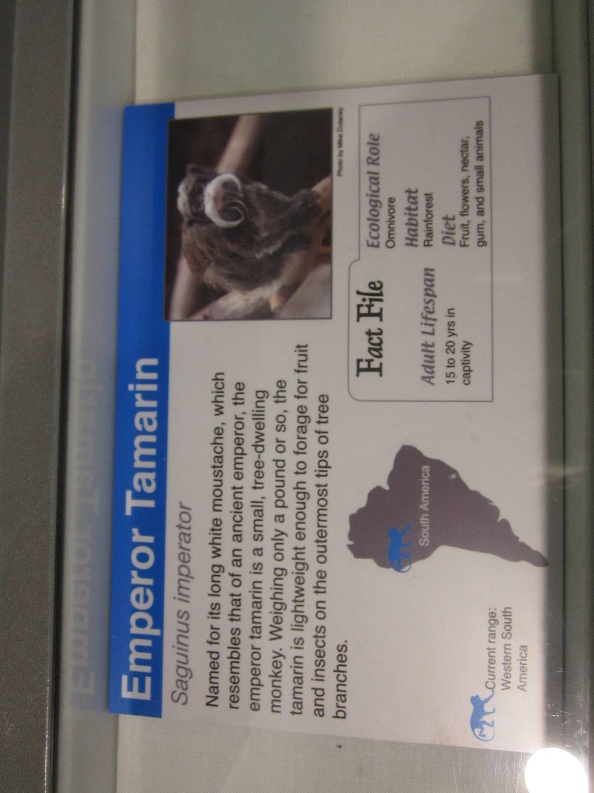 Aug. 2012-Tamarin sign