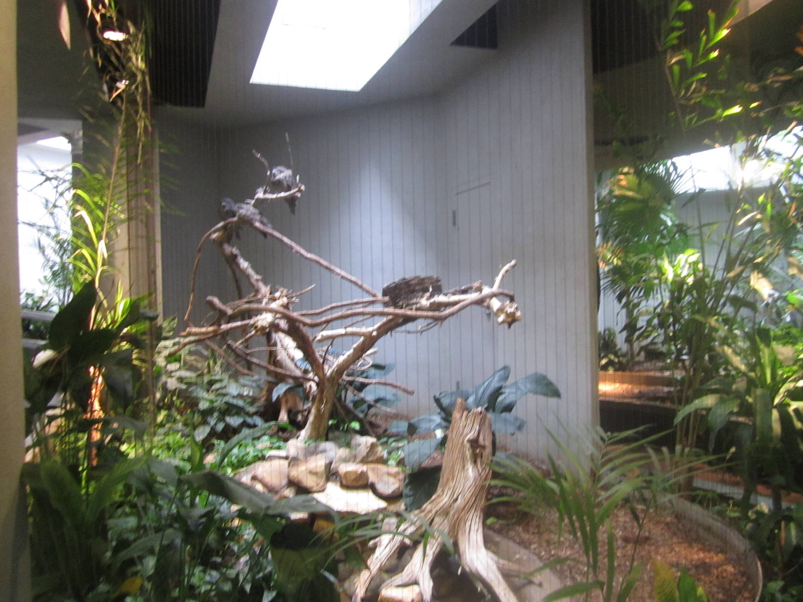 Aug. 2012-Tawny Frogmouth exhibit