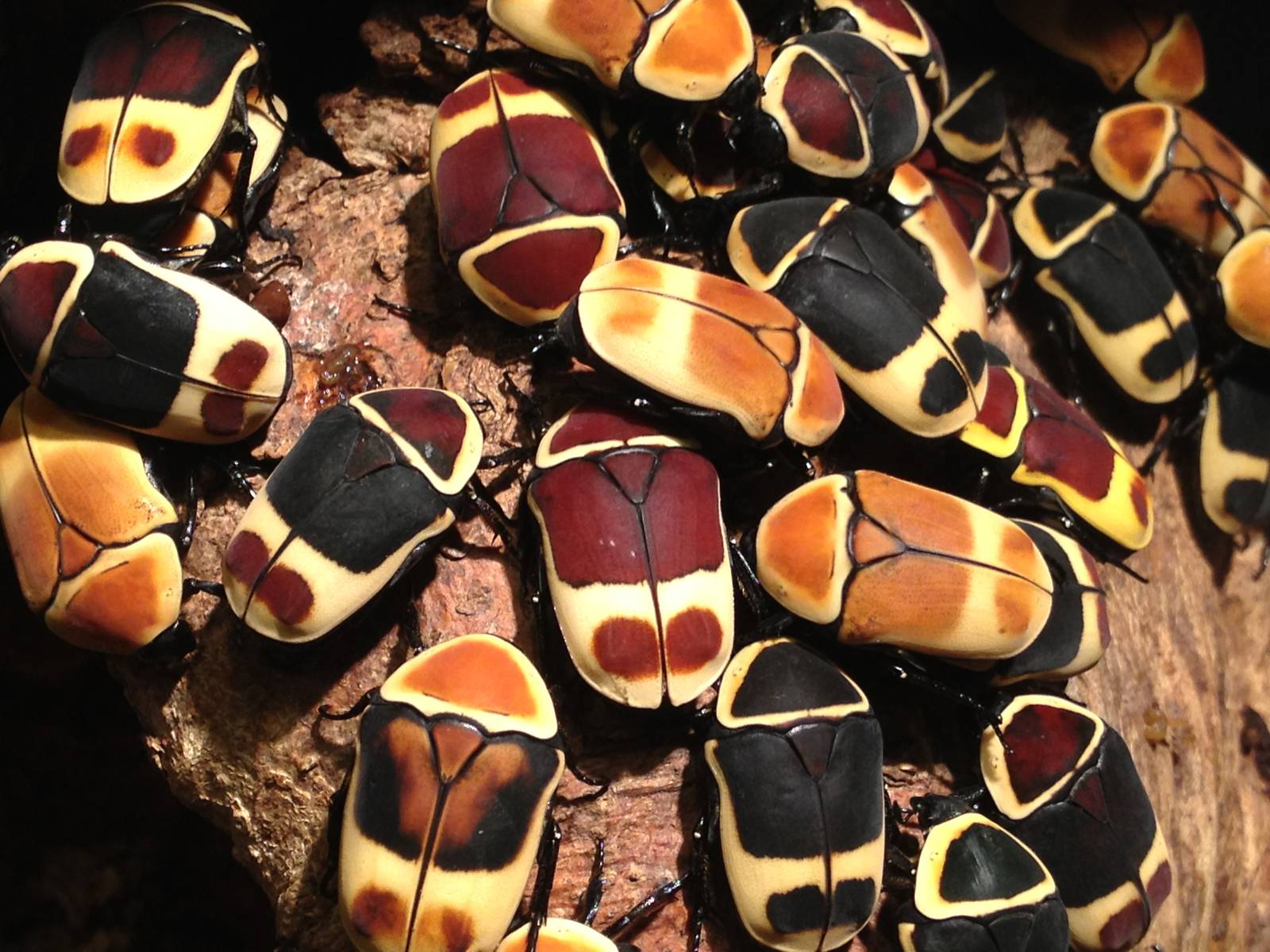 Aug. 2012-Taxicab Beetles