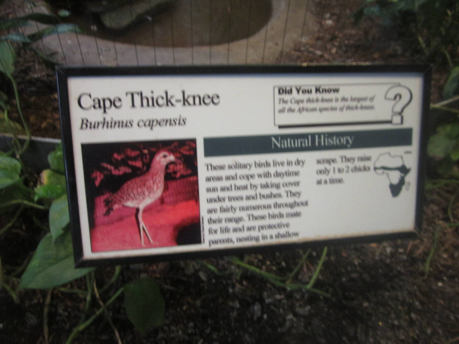 Aug. 2012-Thick-knee sign