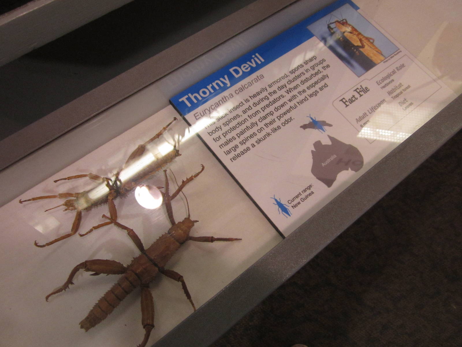 Aug. 2012-Thorny Devil sign
