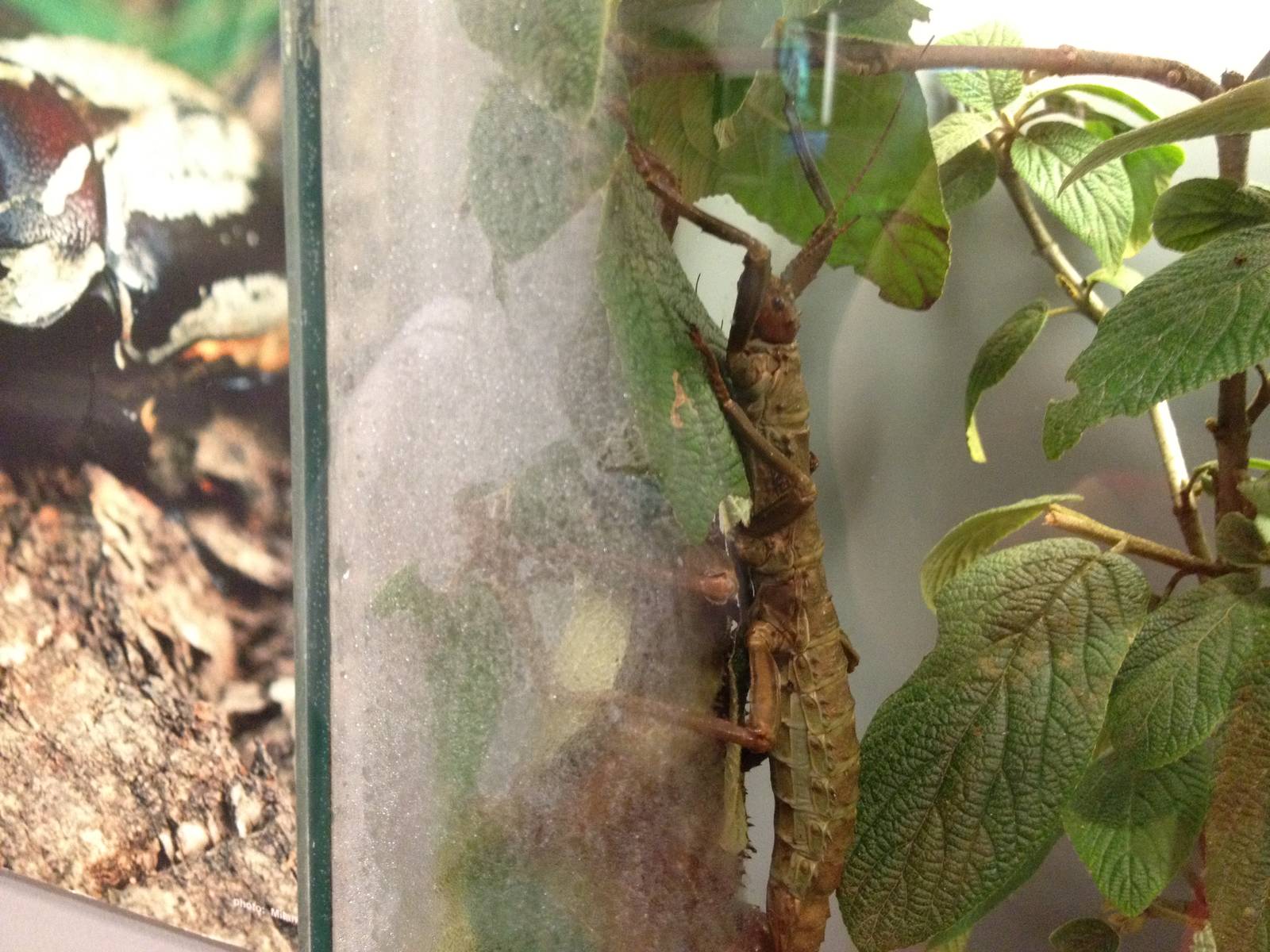 Aug. 2012-Thorny Devil