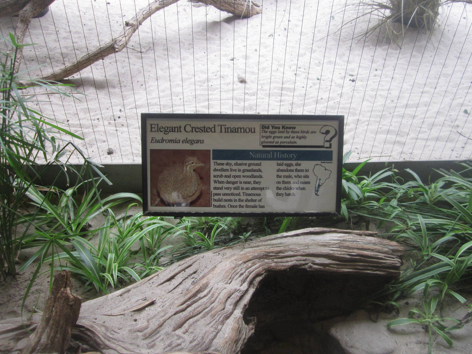 Aug. 2012-Tinamou sign